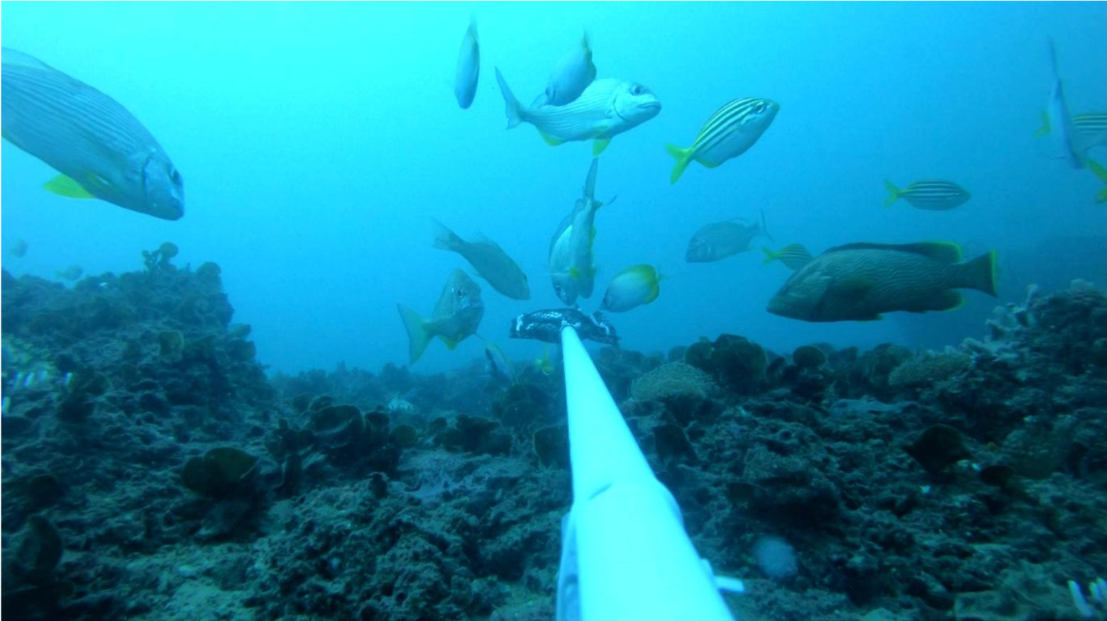 Environmental diver conducting underwater survey